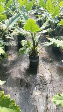 高度80厘米海芋