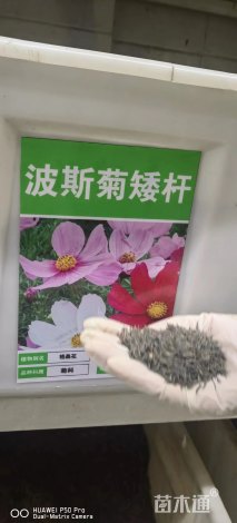 波斯菊种子