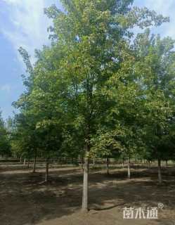 15公分美国红枫