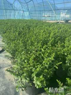 高度30厘米满天星