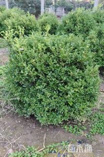 15公分绚丽海棠