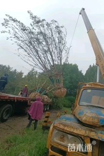 高度700厘米丛生河桦