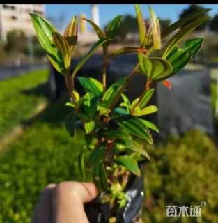 20厘米巴西野牡丹