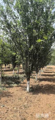 18公分西府海棠