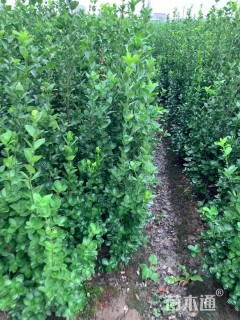 高度150厘米北海道黄杨