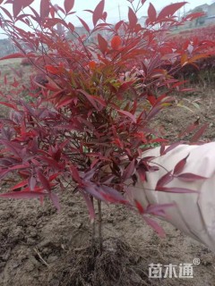 高度40厘米南天竹小苗