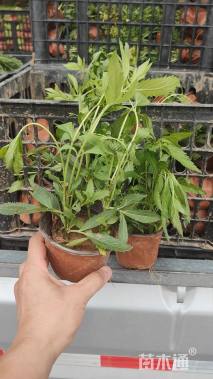 高度15厘米泽兰