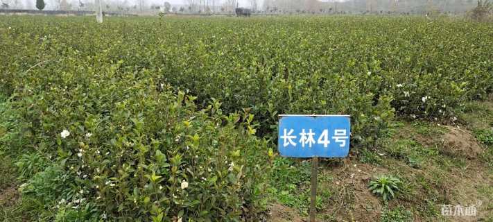 高度40厘米油茶