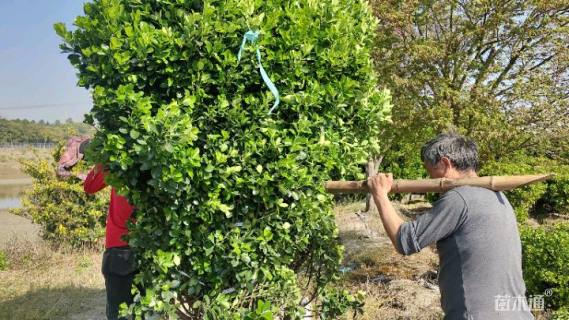 冠幅300厘米大叶黄杨球