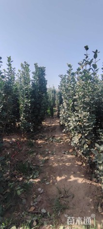 高度50厘米北海道黄杨