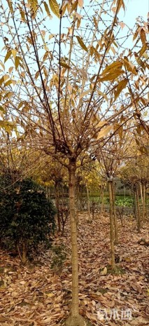 高度360厘米高杆蜡梅