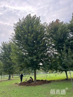 26公分美国红枫