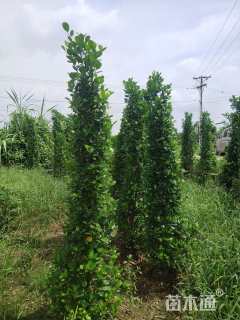 高度200厘米火山榕