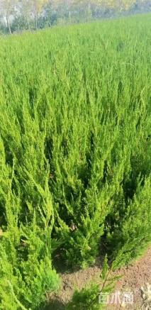 冠幅50厘米龙柏球