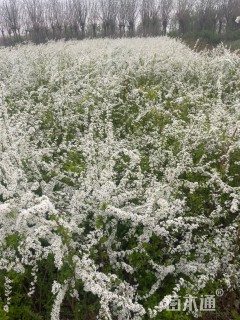 高度120厘米珍珠绣线菊