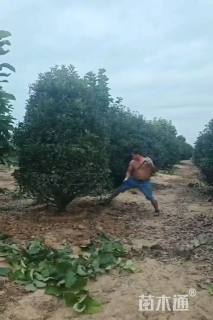 高度350厘米丛生红叶石楠