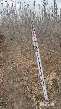 高度150厘米重瓣木槿