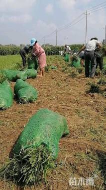 高度15厘米麦冬