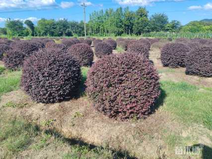 冠幅100厘米红花继木球