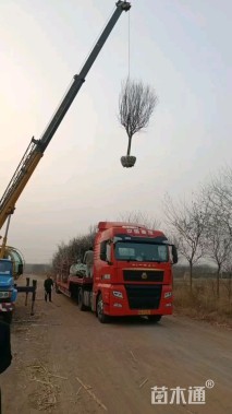 12公分日本晚樱