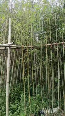 容器苗刚竹