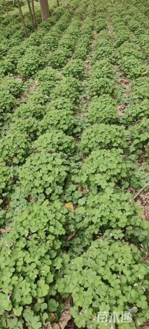 高度15厘米紫云英