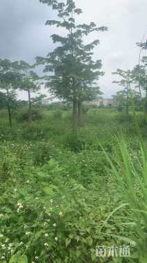 18公分大腹木棉