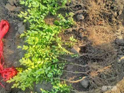 高度40厘米金叶女贞小苗