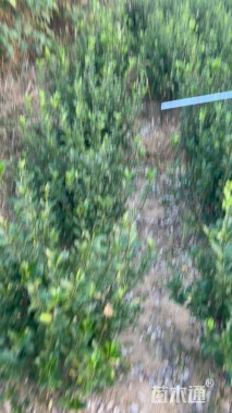 高度80厘米大叶黄杨