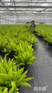 高度10厘米丁香