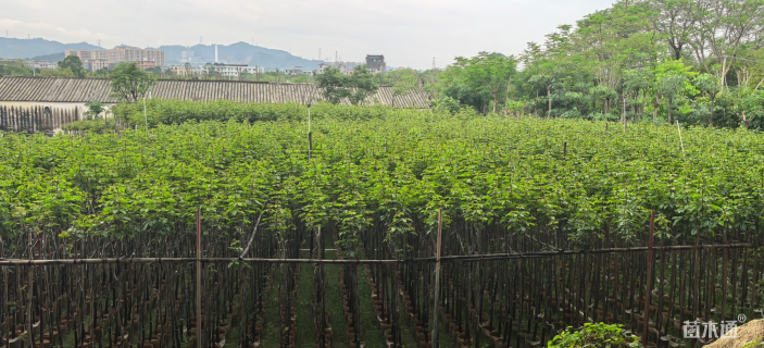 3公分黄花风铃木