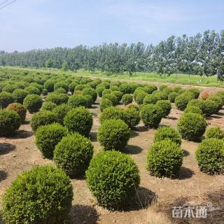 冠幅100厘米瓜子黄杨球