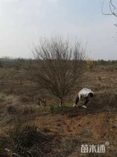 高度200厘米木槿