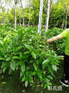 高度100厘米狗牙花