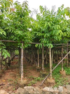 10公分大叶紫薇