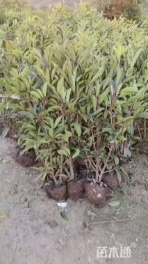 高度80厘米法国冬青