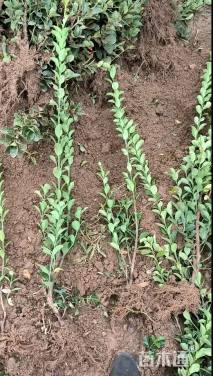 高度50厘米大叶黄杨