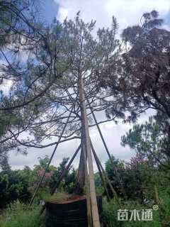 高度5.5厘米松柏