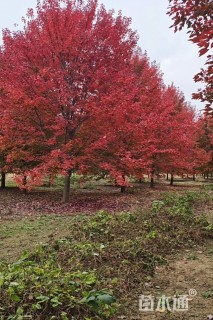 10公分美国红枫