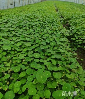 高度30厘米铜钱草