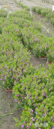 高度25厘米香彩雀