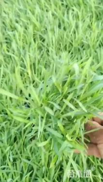 高度10厘米石竹