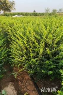 高度100厘米水腊球