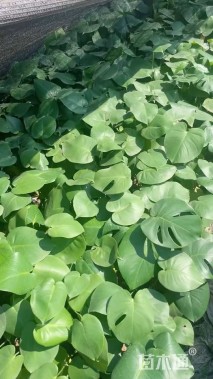 25厘米龟背竹