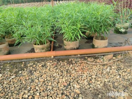 高度100厘米黄花夹竹桃