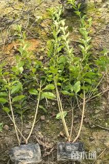 高度50厘米金禾女贞