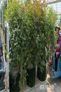 100厘米藤本欧月