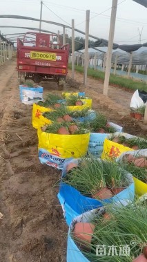 高度35厘米小兔子狼尾草