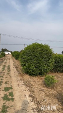 高度120厘米水蜡球