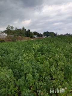 高度100厘米乌桕小苗